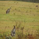 Kangaroo Valley